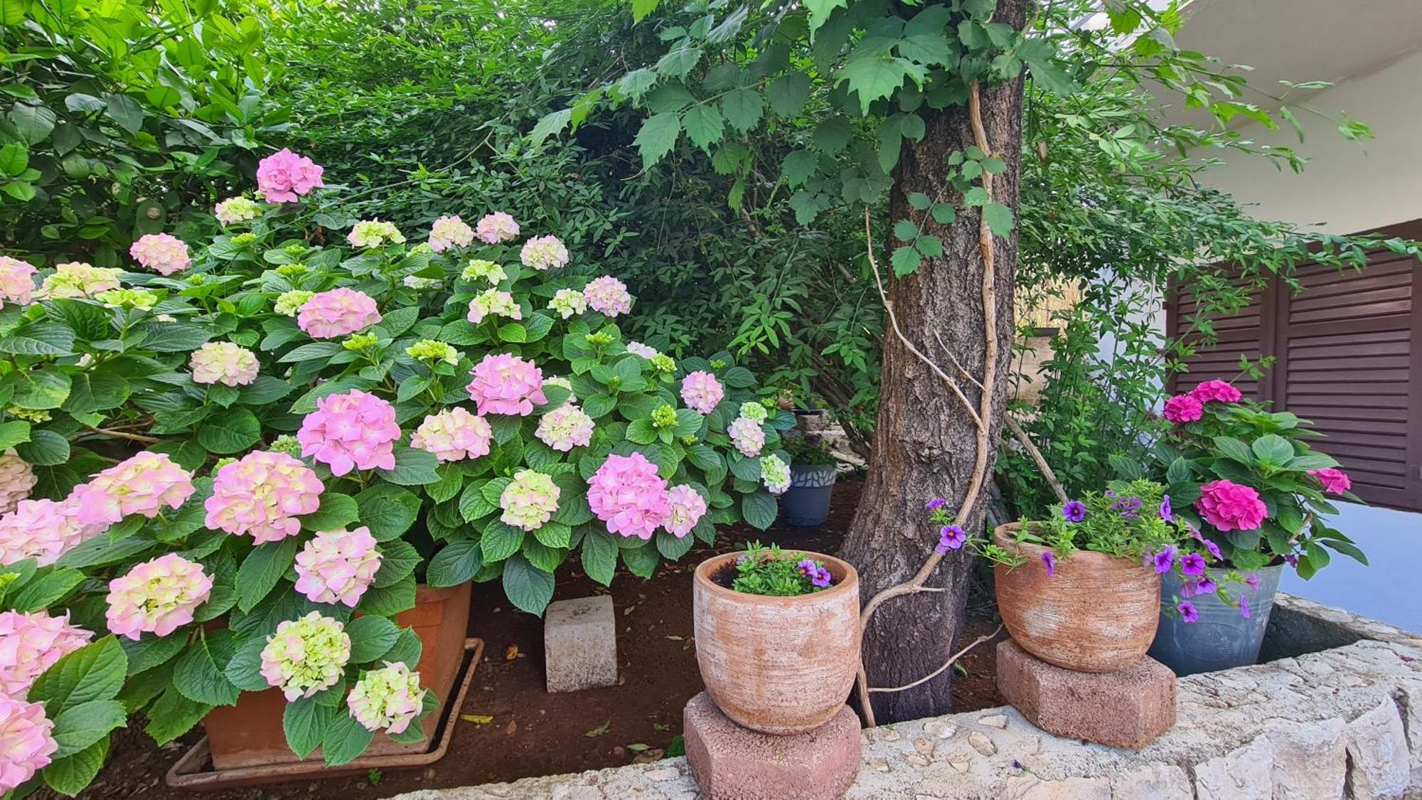 Three Olive Trees - Okrug, Ciovo Apartma
